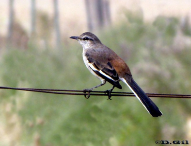 CALANDRIA TRES COLAS (Mimus triurus)  - Colonia Wilson-SAN JOSE (Mayo 2011)